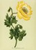 Oriental Poppy - Mini