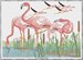 Les flamands roses