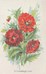 Poppies