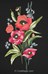 Poppies