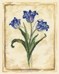 TULIPE DU MAROC