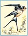 Oiseau