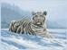 Siberian Tiger