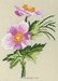 Oriental Anemone - Mini