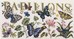 Frise papillons en broderie traditionnelle