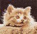 CHATON AUX GRANDS YEUX