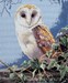 LA CHOUETTE