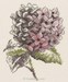 DIAGRAMMES - HORTENSIA ET LISERON