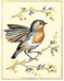 Oiseau