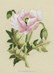 Oriental White Poppy - Mini