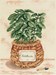 DIAGRAMME - PLANTES AROMATIQUES Thym, Basilic
