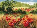 A Host Of Poppies