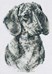 West Highland Terrier  / King Charles Spaniel / Dachsund