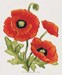 Poppy - Mini