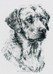german sheheard / bull dog / labrador