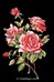 Branche de roses