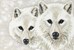 arctic pair by shane dimmick