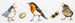 Three Little Birds