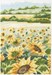 Sunflower Field