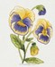 Pansy - Mini