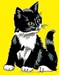 Le chat
