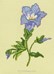 Oriental Bellflower - Mini
