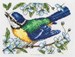 Blue Tit