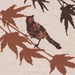 Maple Chorus 1