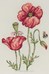 Poppy Study