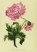 Oriental Chrysanthemum - Mini