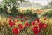 A Host Of Poppies