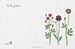 2 Sets de table Herbier fleurs rouges