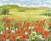 Poppy Field