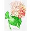 L HORTENSIA
