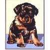 Chiot