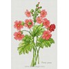 PRIMULA