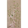 DIAGRAMME - CERISIER PLEUREUR A FLEURS