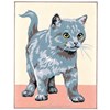 Chat