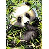 Panda dans les bambous - SEG - SEG