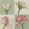 Amaryllis
