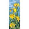 Iris d'eau