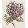 DIAGRAMMES - HORTENSIA ET LISERON
