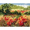 A Host Of Poppies