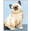 Chat