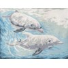 Dolphins At Play
