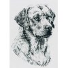 german sheheard / bull dog / labrador