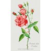 ROSIER
