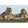Grands tigres