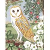 Barn Owl