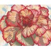 BEGONIA